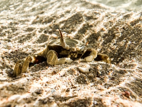 crab burrowing into sand underwater with sun rays rippling