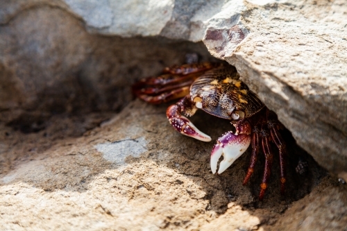 Crab on a rock - Australian Stock Image
