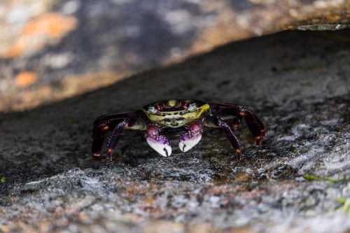 Crab under a rock