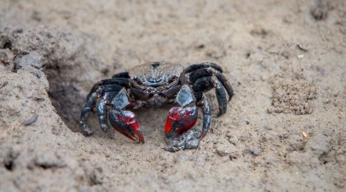 Crab with red claws in sand - Australian Stock Image