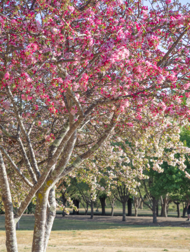 Crabapple blossoms - Australian Stock Image