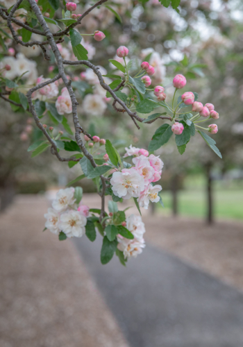 Crabapple blossoms with a pathway - Australian Stock Image