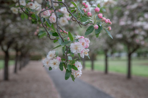 Crabapple blossoms with a pathway - Australian Stock Image