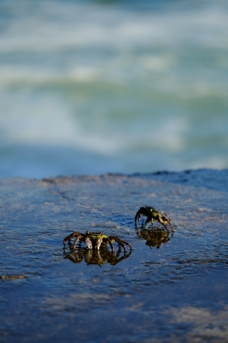 Crabs scurrying along the ocean pool wall, Yamba - Australian Stock Image