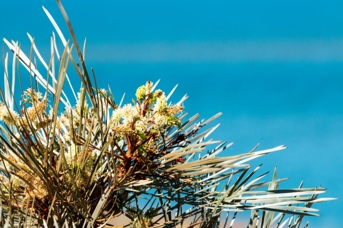 Cream flowering shrub with ocean in the background - Australian Stock Image