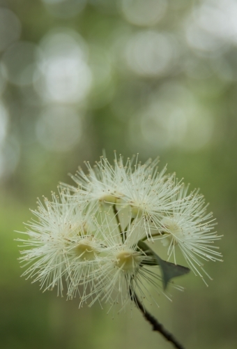 Cream native flower (Syzygium sp.) with highlights and green in background - Australian Stock Image