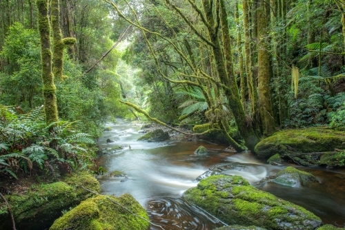 Creek in Tasmania - Australian Stock Image