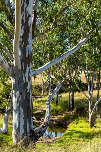 Creek lined by gum trees.