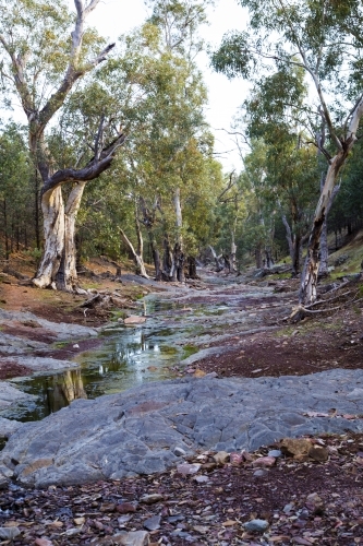 Creek lined with gum trees, vertical - Australian Stock Image