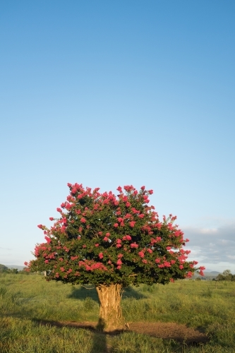 Crepe myrtle tree in a paddock - Australian Stock Image