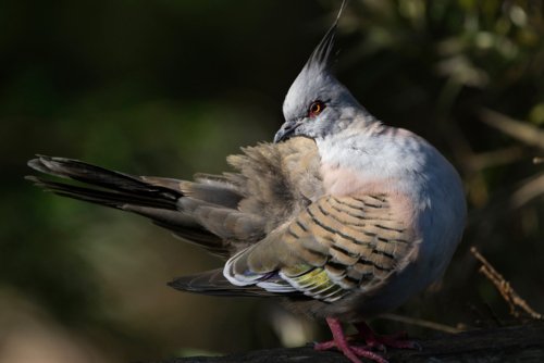 crested pigeon looking behind - Australian Stock Image