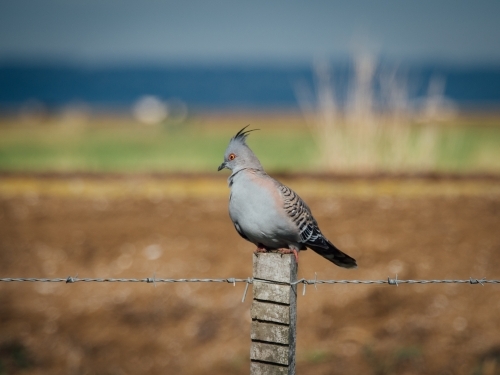Crested pigeon on a fence - Australian Stock Image
