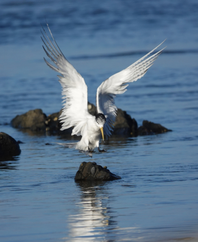 Crested Tern reflected in calm ocean - Australian Stock Image