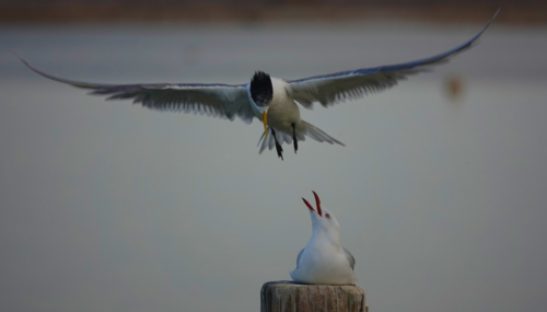 Crested Terns - Australian Stock Image