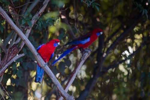 Crimson Rosella - Australian Stock Image