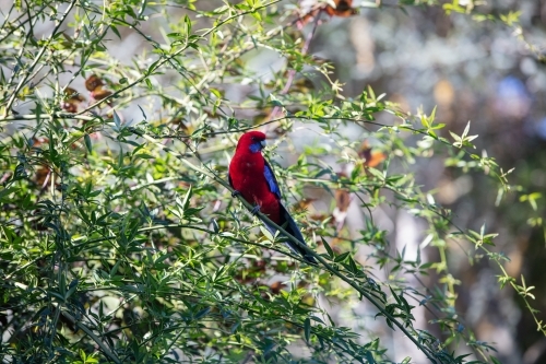 Crimson Rosella - Australian Stock Image