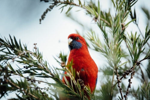 Crimson Rosella in bottlebrush bush
