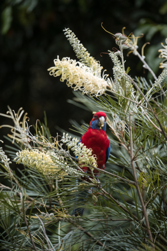 crimson rosella in "moon light" grevillea - Australian Stock Image