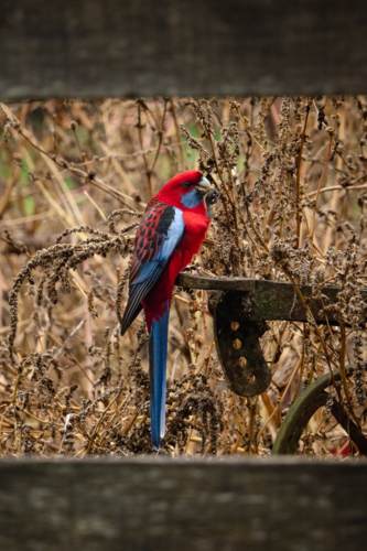 Crimson rosella perched on a flat metal standing in the middle of dry tall grass. - Australian Stock Image