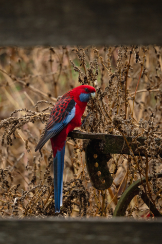 Crimson rosella perched on a flat metal standing in the middle of dry tall grass. - Australian Stock Image