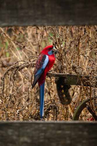 Crimson rosella perched on a flat metal standing in the middle of dry tall grass. - Australian Stock Image