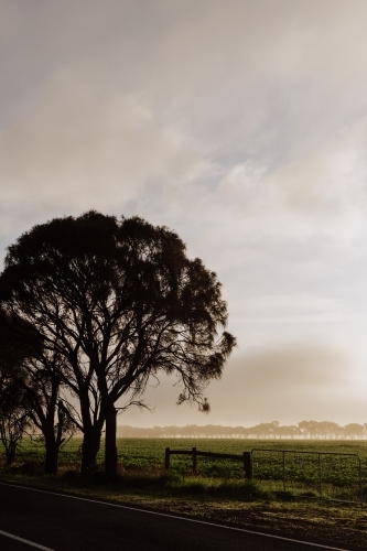 Crisp Foggy Morning in the paddock - Australian Stock Image
