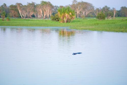 Crocodile at Yellow Water Billabong, Kakadu National Park - Australian Stock Image