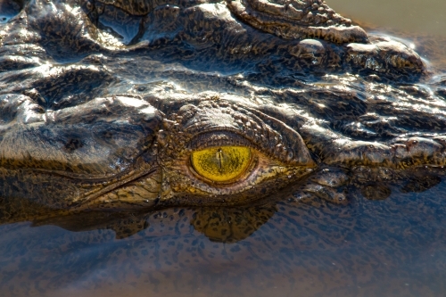Crocodile eyeball close up