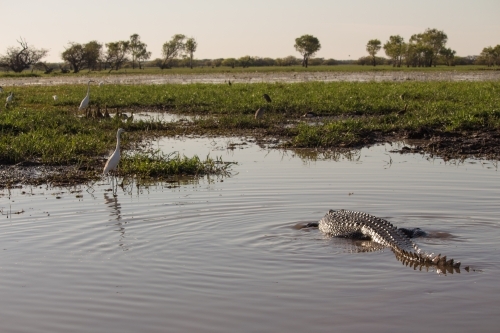 Crocodile hunting in billabong - Australian Stock Image