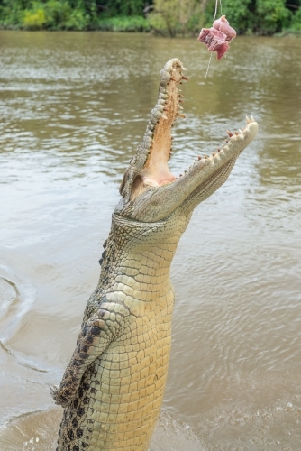Crocodile jumping out of water