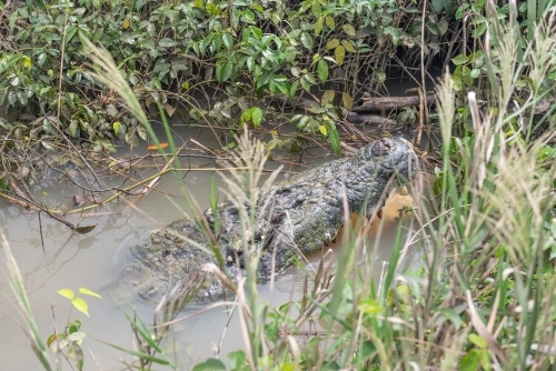 Crocodile lurking near river bank