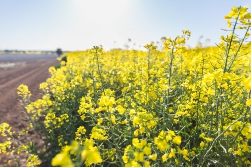 Crop of canola in paddock on farm next to dirt road stretching towards horizon - Australian Stock Image