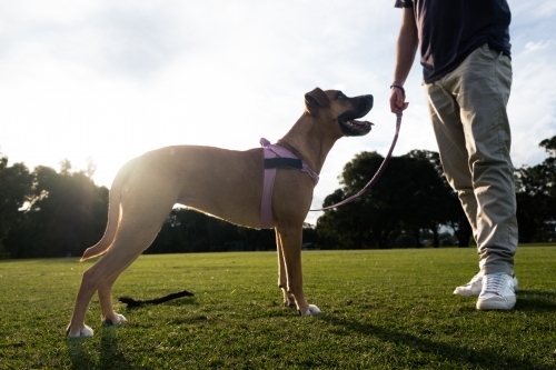 Crossbreed large dog standing next to owner in park - low angle view - Australian Stock Image