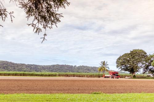 Cultivated cane field with tractor