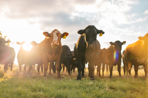 Curious cows in sunlit paddock in the afternoon - Australian Stock Image