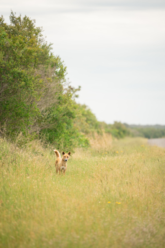 Curious dingo in long grass by the side of rural road - Australian Stock Image