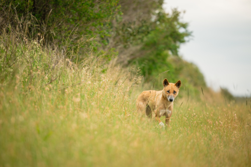Curious dingo in long grass by the side of rural road - Australian Stock Image