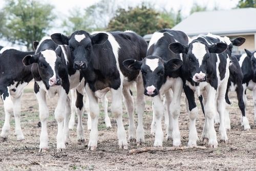 Curious group of black and white calves standing together - Australian Stock Image