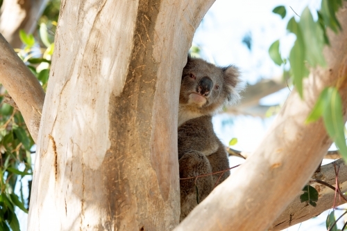 Curious koala peeking around gum tree trunk