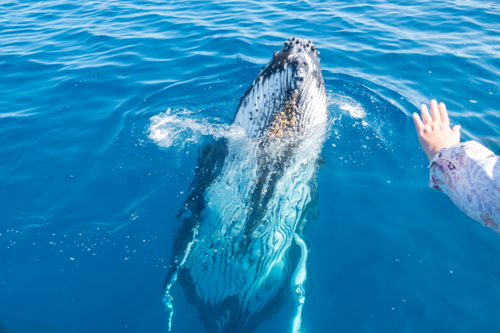 Curious Whale and hand showing how close whale is - Australian Stock Image