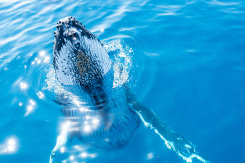 Curious Whale interacting - Australian Stock Image