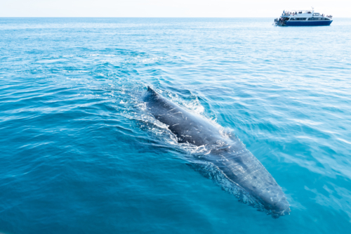 Curious Whale with whale watching boat in the background - Australian Stock Image
