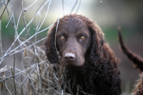 Curly retriever dog looking at camera - Australian Stock Image