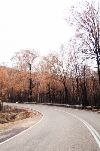 Curve in road with burnt killed trees on the roadside - Australian Stock Image
