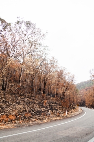 Curve in road with burnt killed trees on the roadside - Australian Stock Image