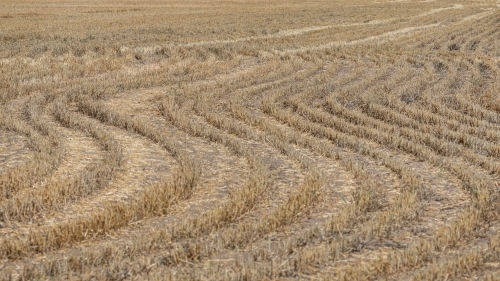 curved patterns in a field of stubble after harvesting in rural NSW