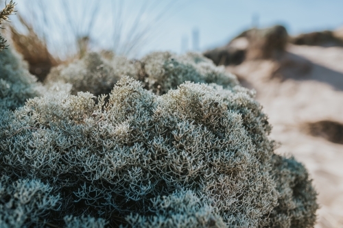 Cushion Bush at the beach - Australian Stock Image
