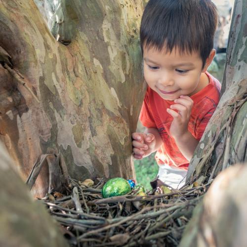 Cute 3 year old mixed race boy finds a chocolate egg on an Easter Egg Hunt - Australian Stock Image