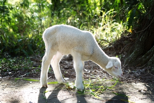 cute baby lamb eating grass next to tree - Australian Stock Image