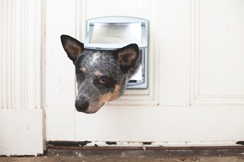 Cute blue heeler dog with head poking through a dog door